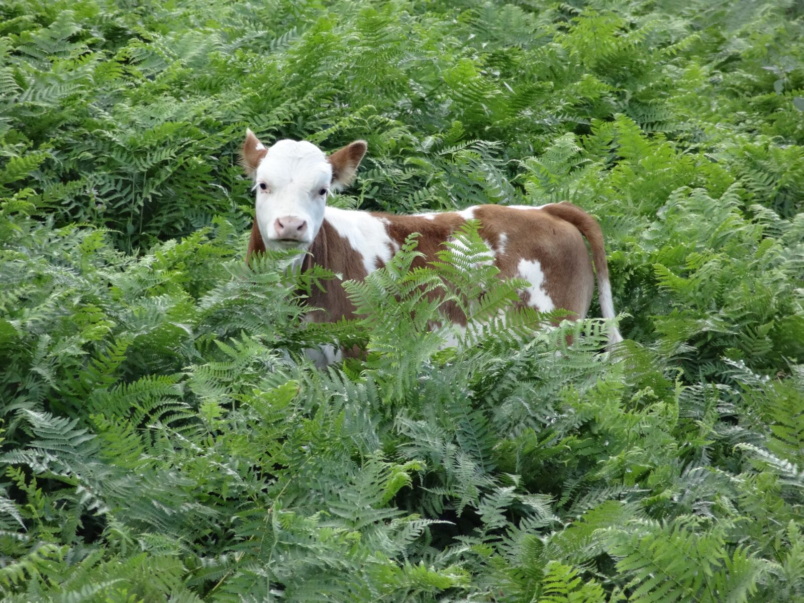 Sony Cyber-shot DSC-HX10V sample photo. Calf, green, animal photography