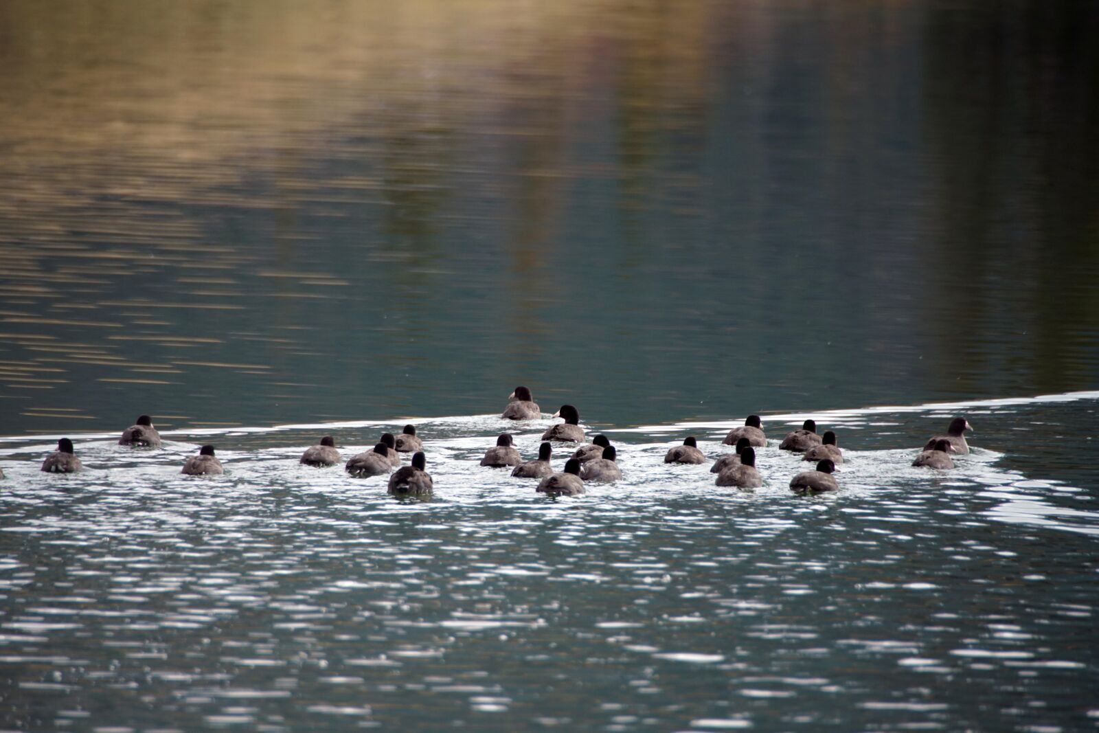 Minolta AF 300mm F2.8 HS-APO G sample photo. Coots, lake, coot photography