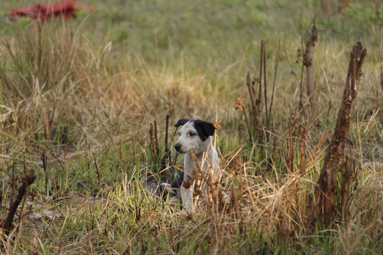 Canon EF-S 55-250mm F4-5.6 IS STM sample photo. Dog, cute dog, black photography
