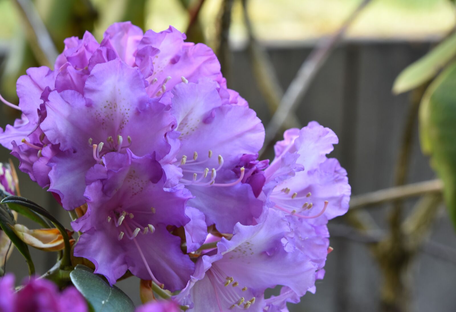 Nikon D5600 sample photo. Flower, nature, plant photography