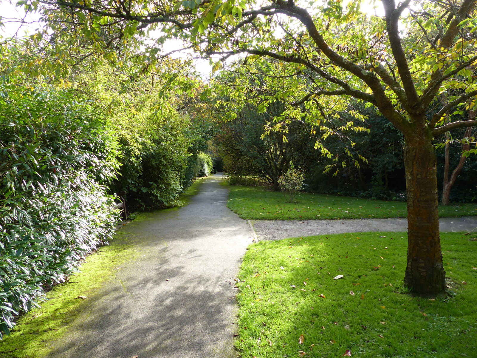 Panasonic Lumix DMC-FZ200 sample photo. Bushes, foot, path, footpath photography