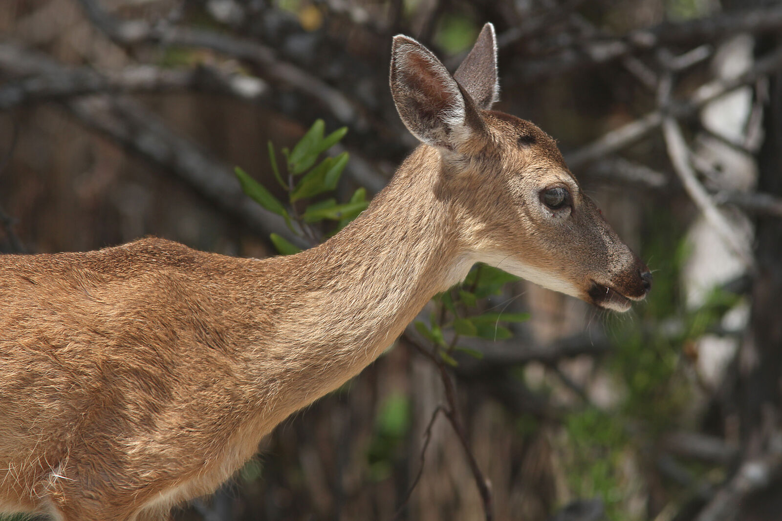 Canon EF 300mm F4L IS USM sample photo