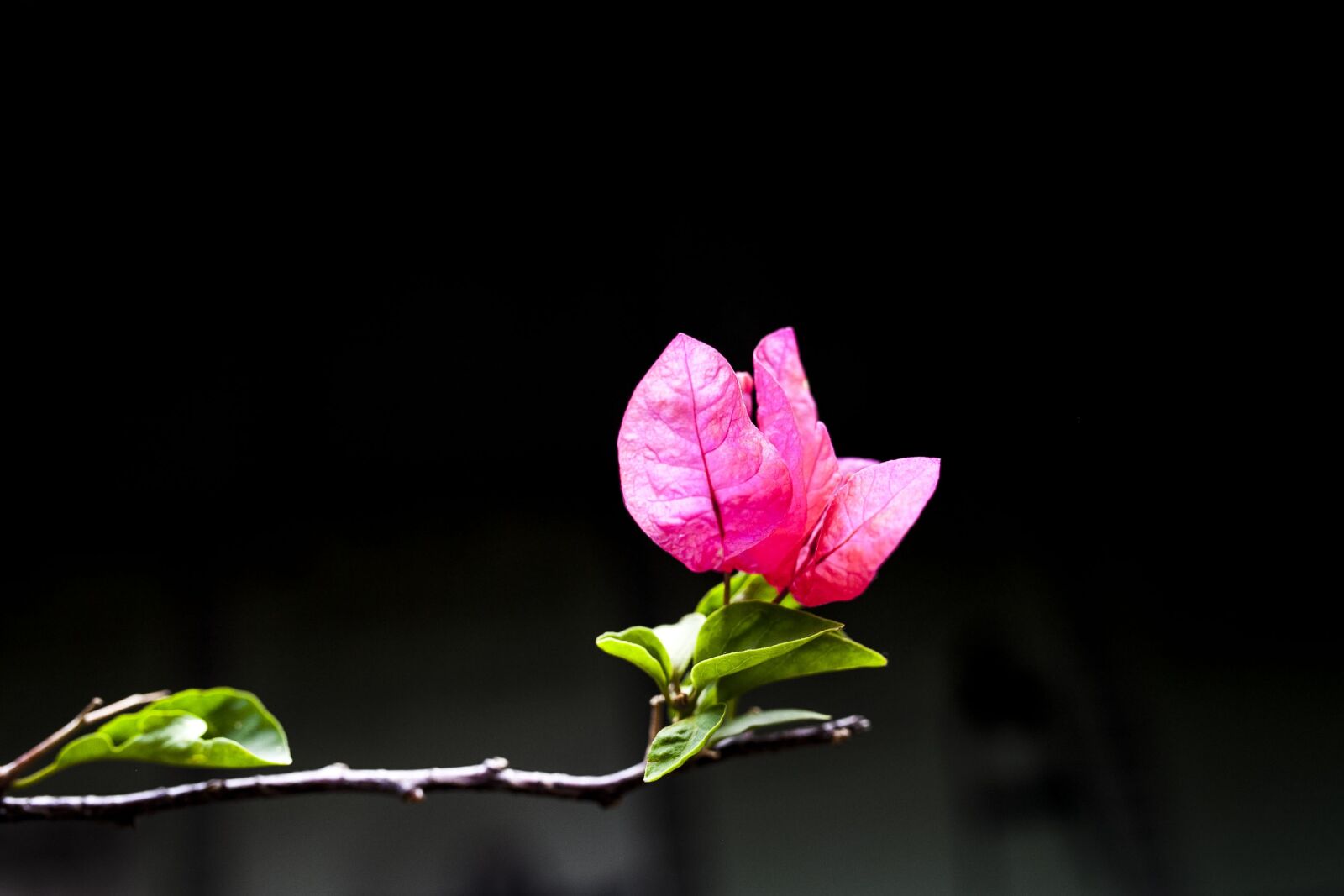 Canon EOS 5D Mark II sample photo. Flower, macro, beautiful photography