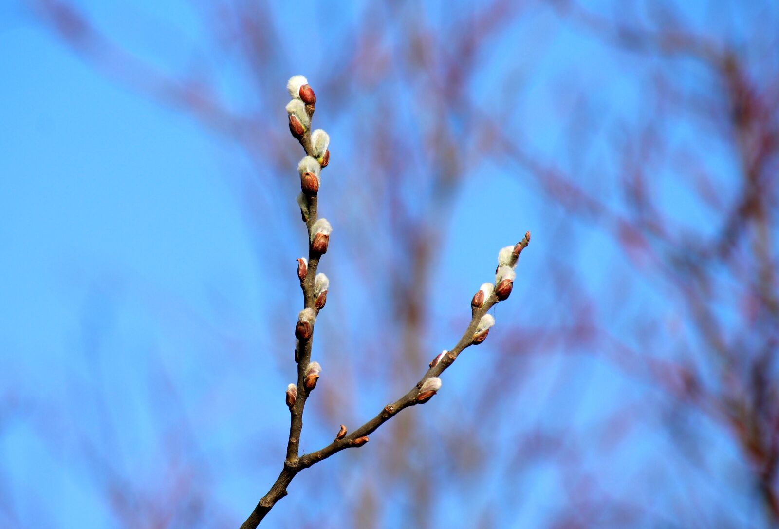 Canon EOS 1200D (EOS Rebel T5 / EOS Kiss X70 / EOS Hi) sample photo. Twig willow, spring, early photography