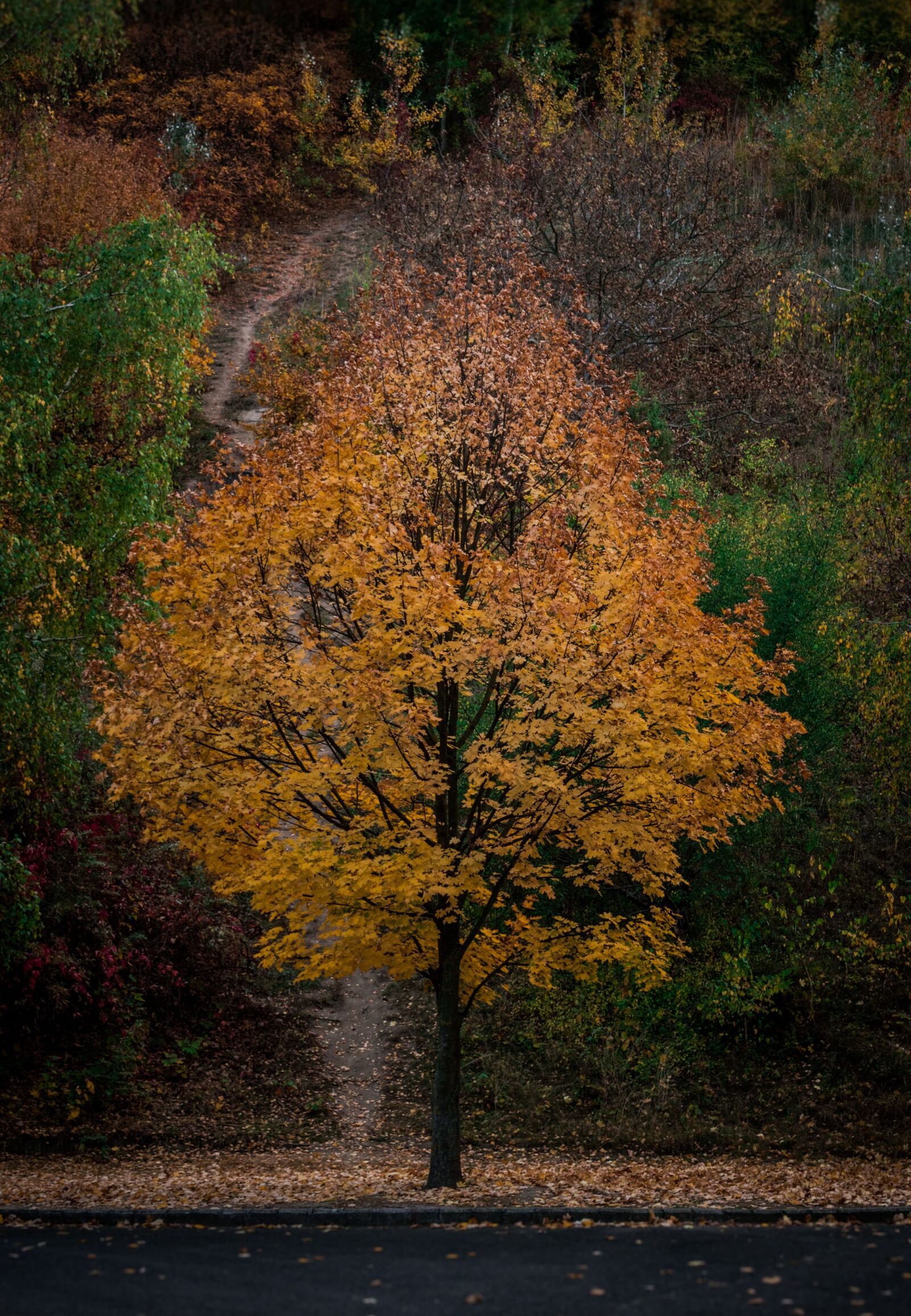 Nikon D3200 sample photo. Tree, autumn, leaves photography