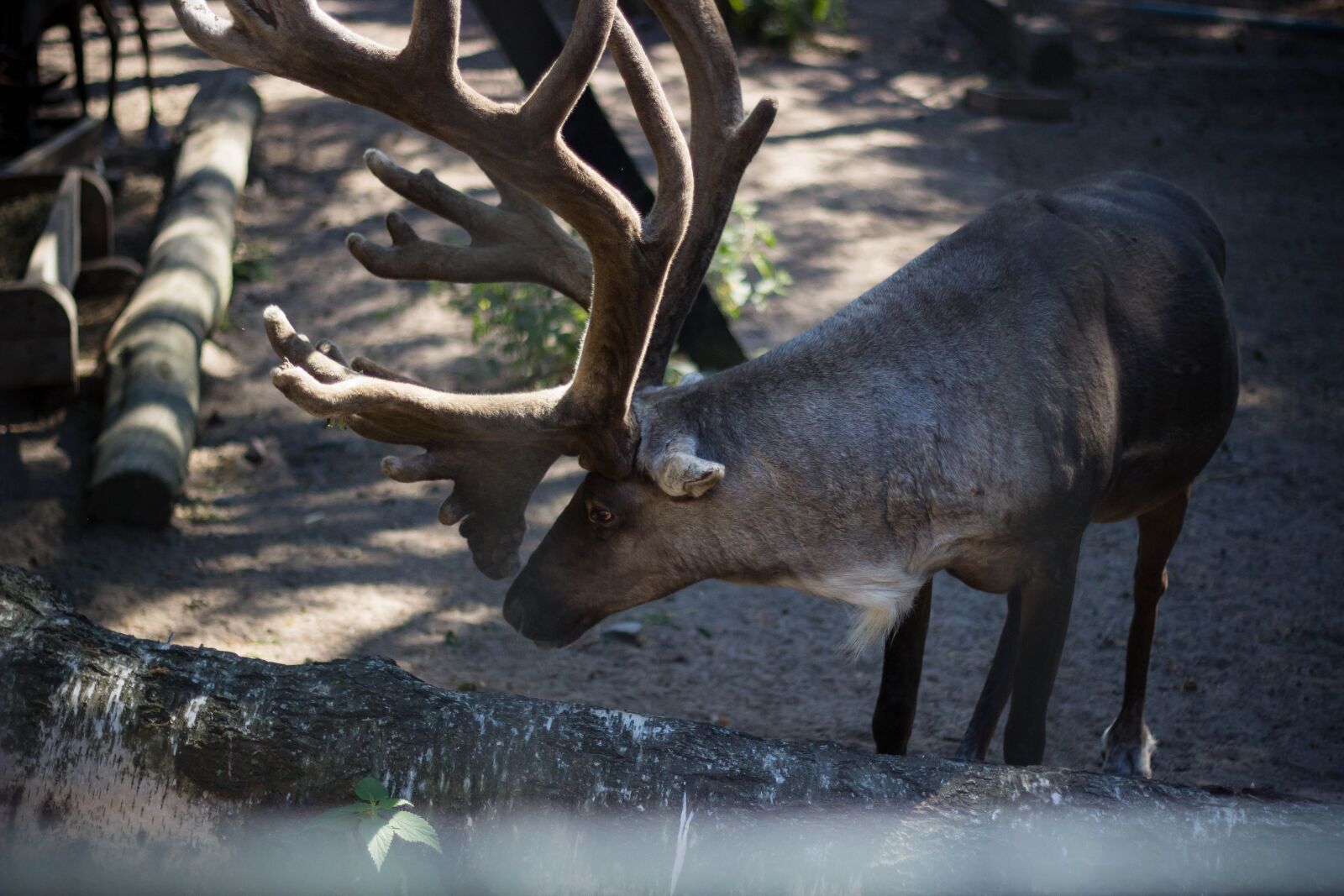 Canon EOS 600D (Rebel EOS T3i / EOS Kiss X5) + Canon EF 50mm F1.8 II sample photo. Reindeer, horn, animal photography