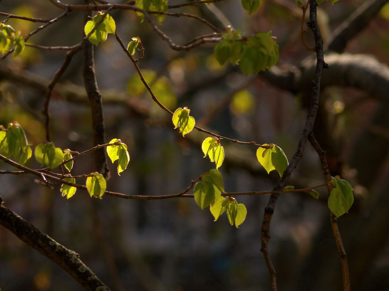 Panasonic Lumix DMC-FZ200 sample photo. Spring, linden, young foliage photography