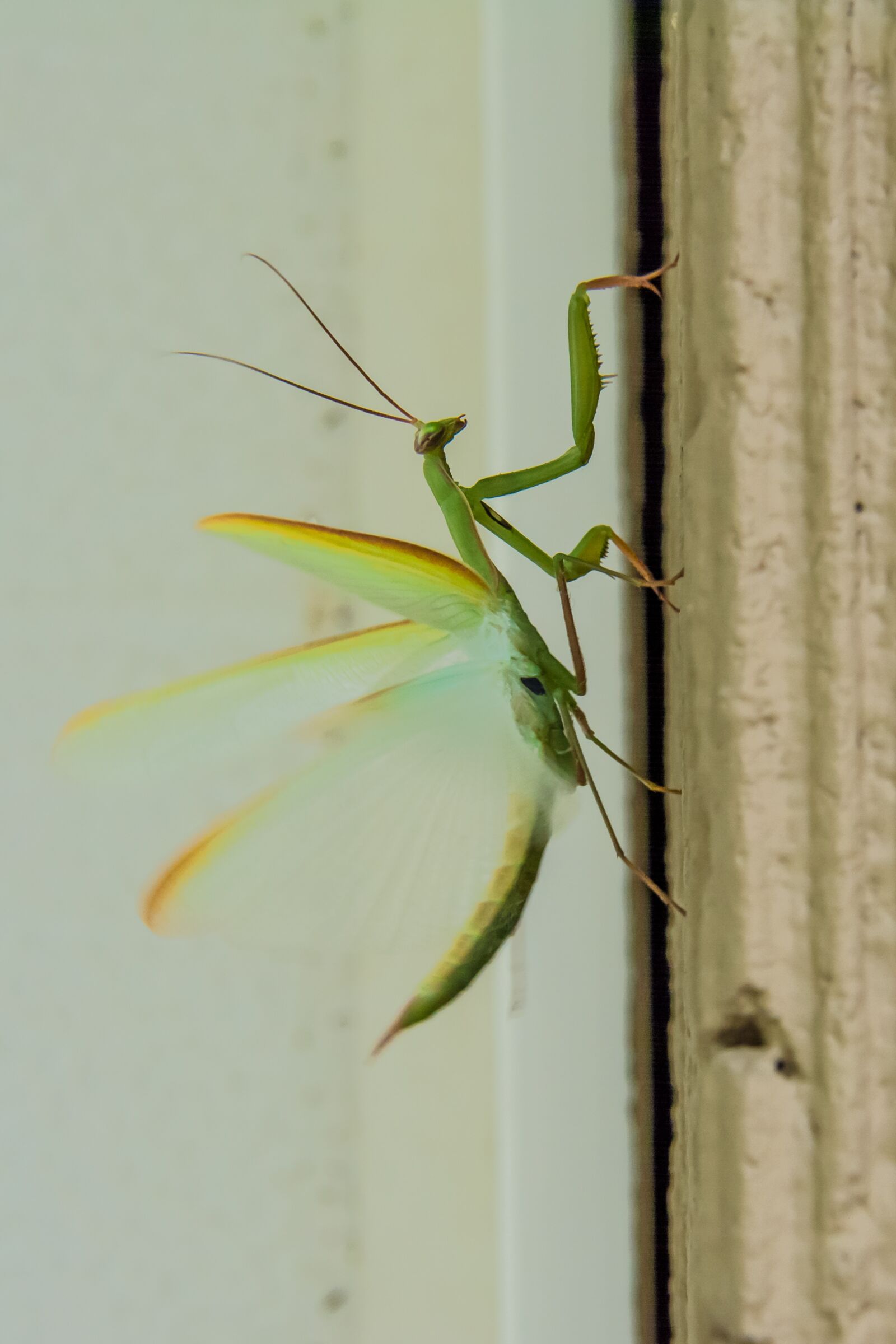 Nikon D5200 sample photo. Praying mantis, insects, mantis photography