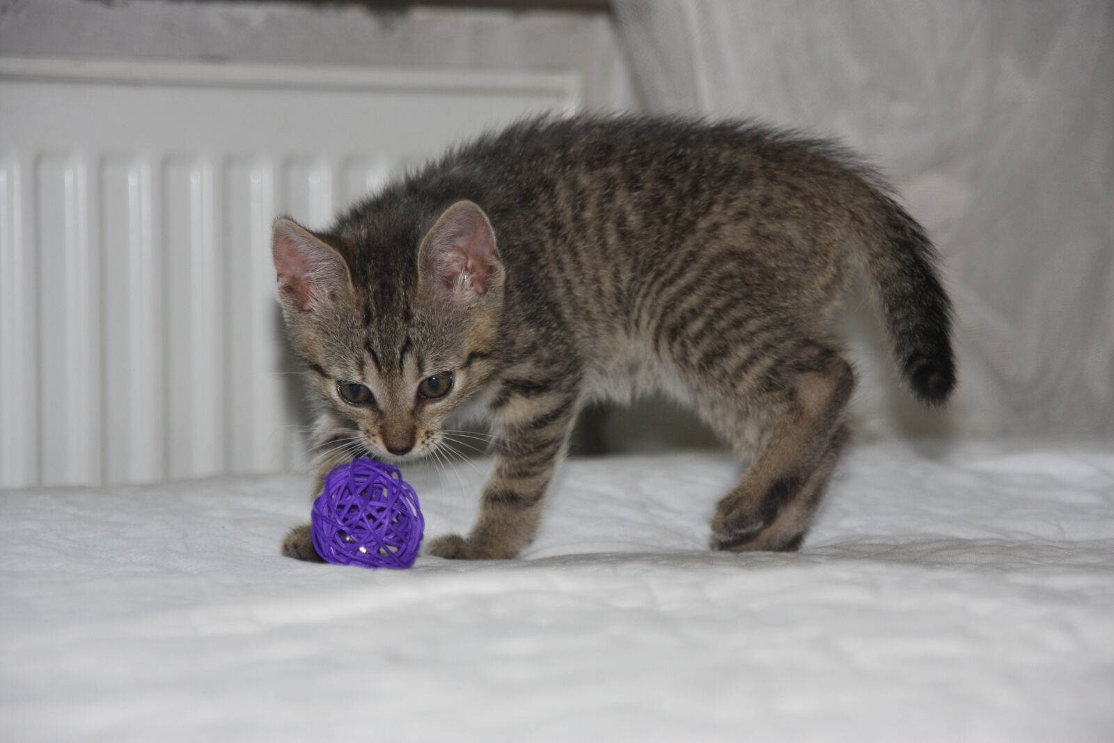 Canon EOS 40D sample photo. Cat, dachowiec, kitten photography