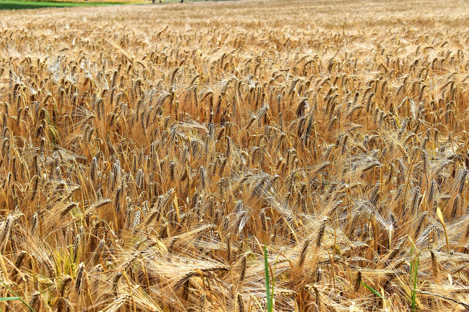 Nikon D5500 sample photo. Barley, cereals, arable photography