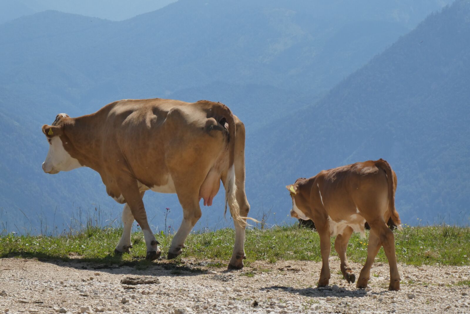 Panasonic Lumix DC-ZS70 (Lumix DC-TZ90) sample photo. Cows, alps, meadow photography