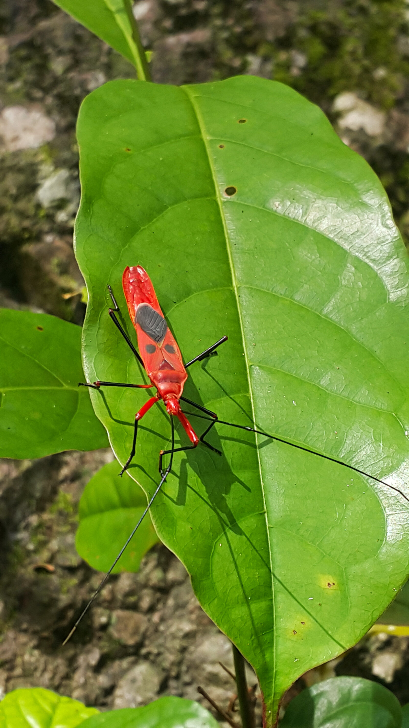 Samsung Galaxy Note4 sample photo. Bug, insect, leaf, nature photography