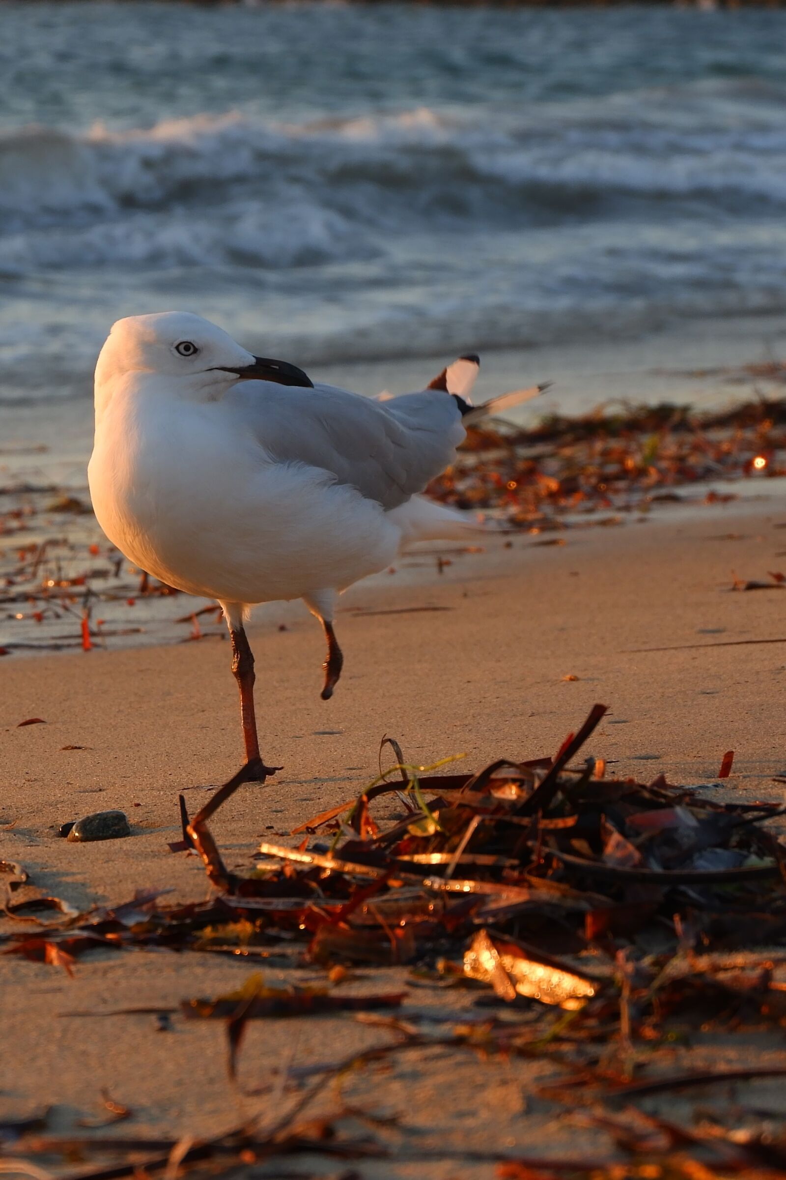 Fujifilm X-A3 + Fujifilm XC 16-50mm F3.5-5.6 OIS II sample photo. Bird, sea, nature photography