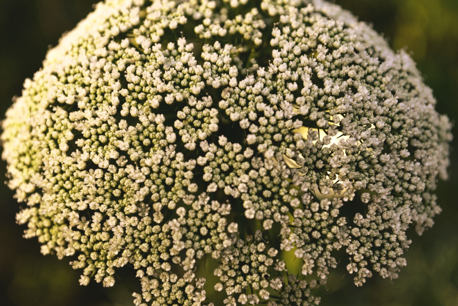 Nikon D3100 sample photo. White, flowers, flower photography