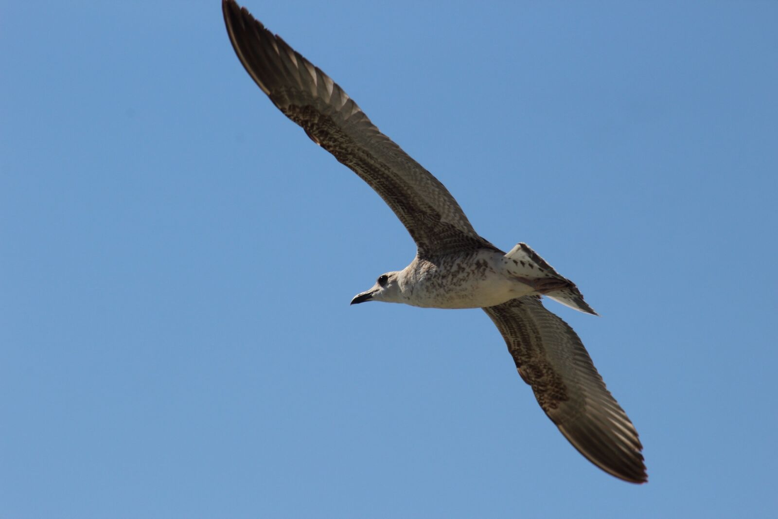 Canon EOS 1200D (EOS Rebel T5 / EOS Kiss X70 / EOS Hi) sample photo. Bird, living nature, nature photography