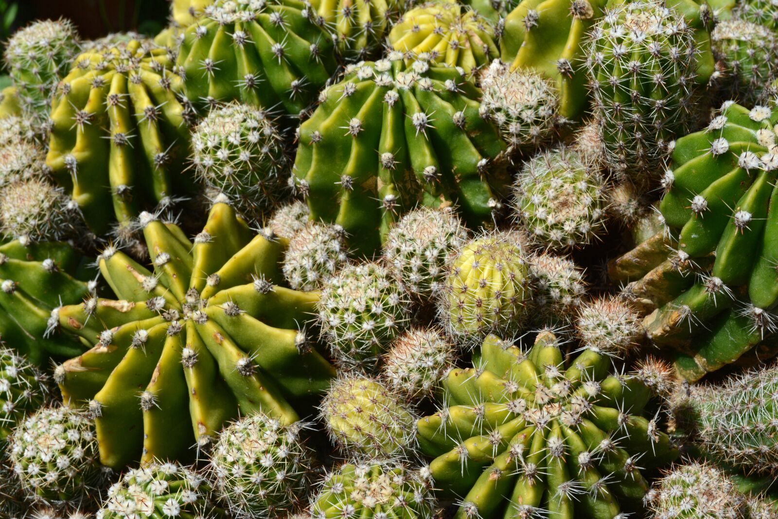 Nikon D5200 sample photo. Cactus, succulent, garden photography