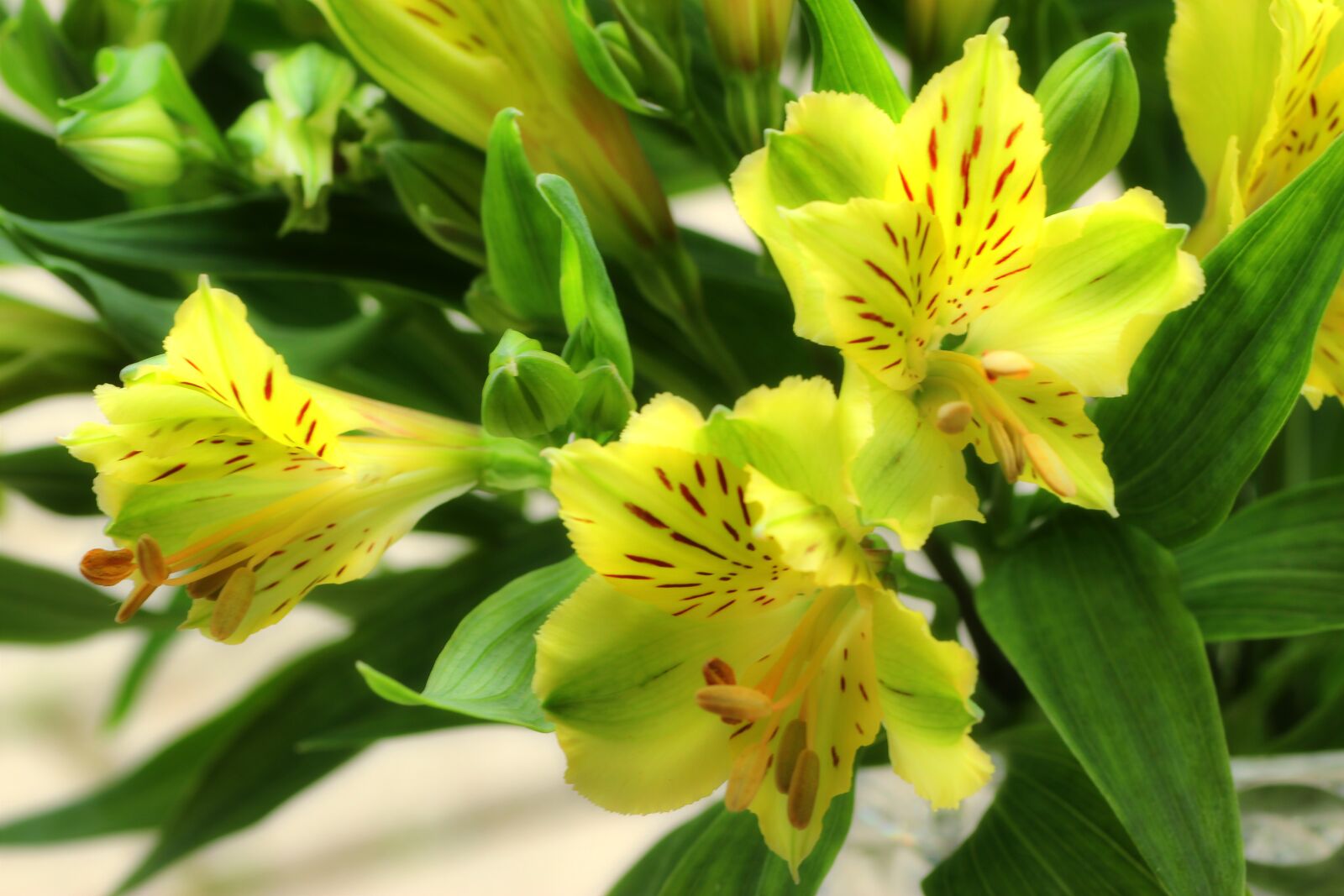 Tamron SP 90mm F2.8 Di VC USD 1:1 Macro sample photo. Lily, flowers, plant photography