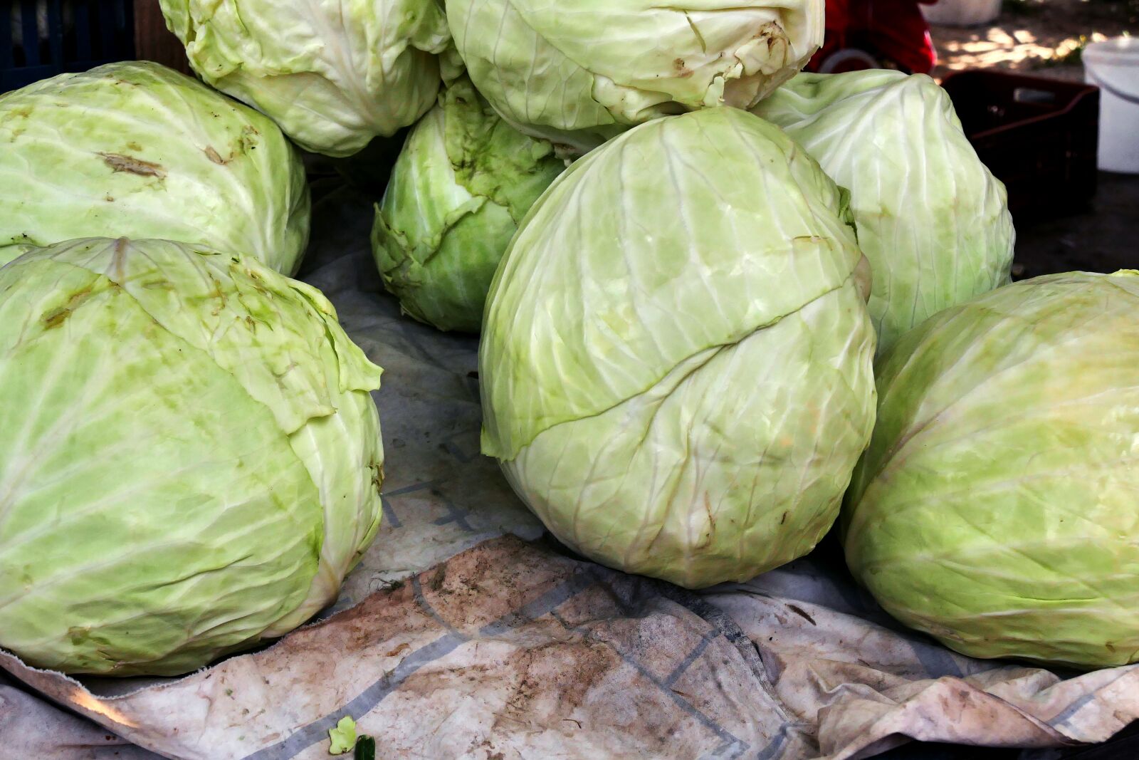 Panasonic Lumix DMC-FZ1000 sample photo. Cabbage, a vegetable, fresh photography