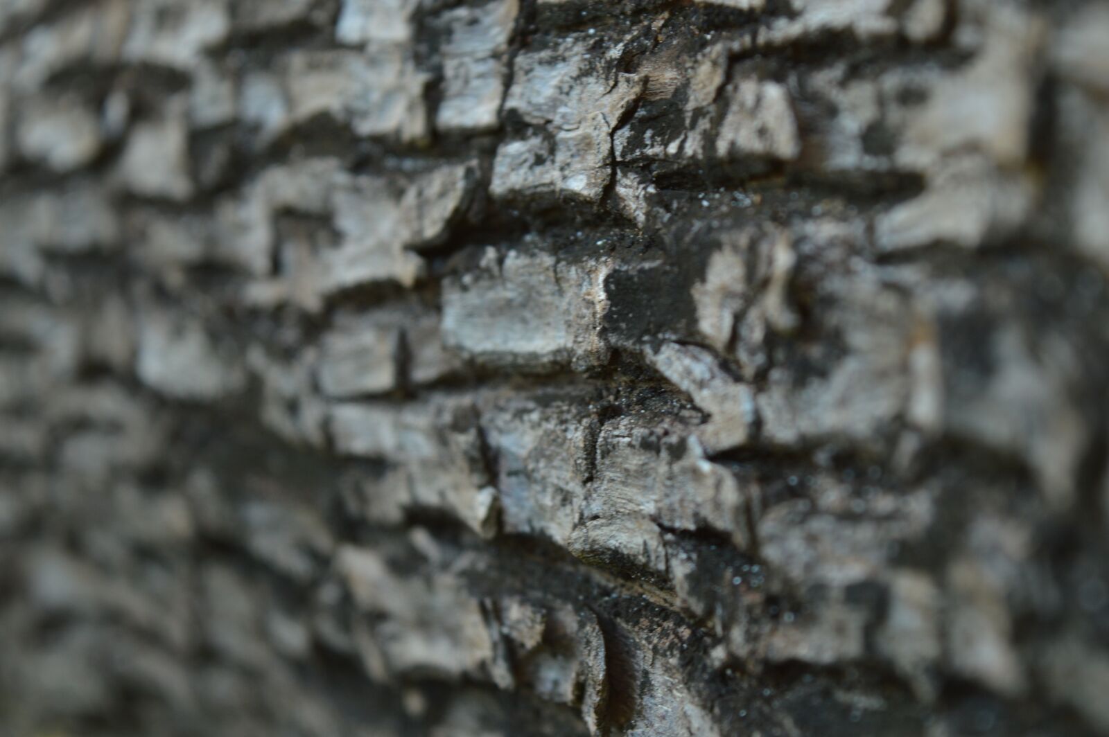 Nikon D3200 sample photo. Bark, tree, plant photography