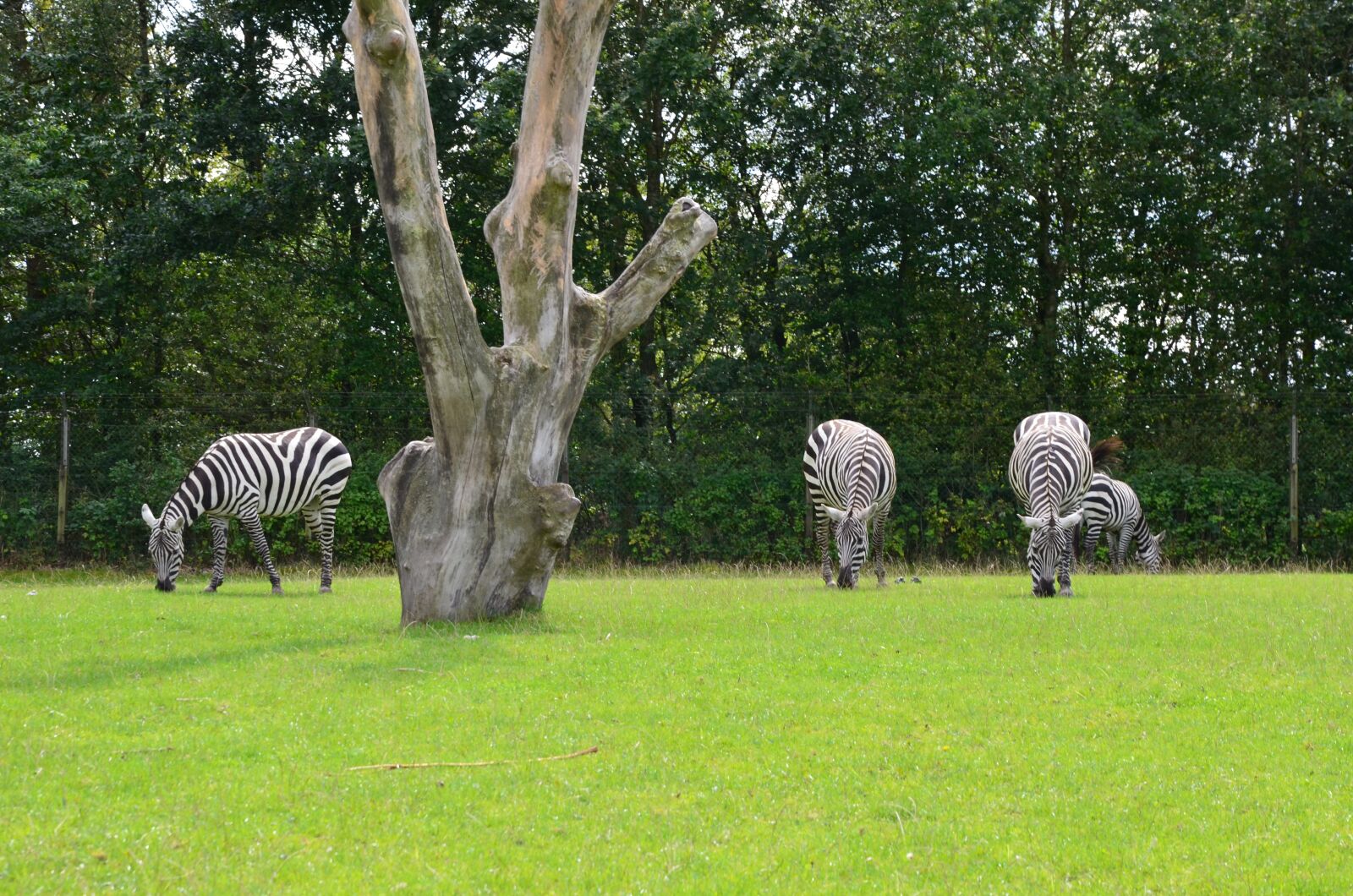 Nikon D5100 sample photo. Zebra, savannah, safari photography