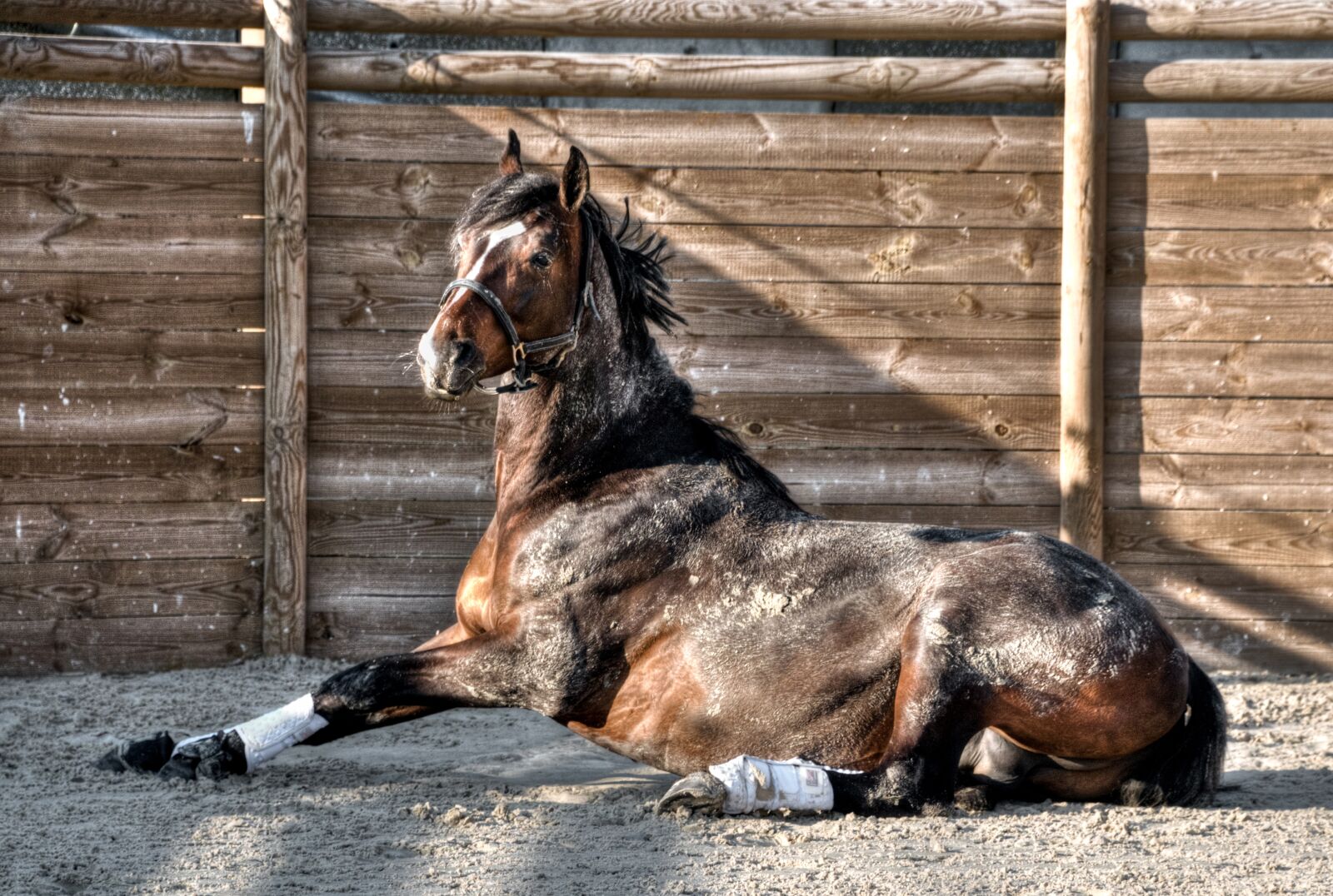 Nikon D300 sample photo. Horse, lying, sun photography