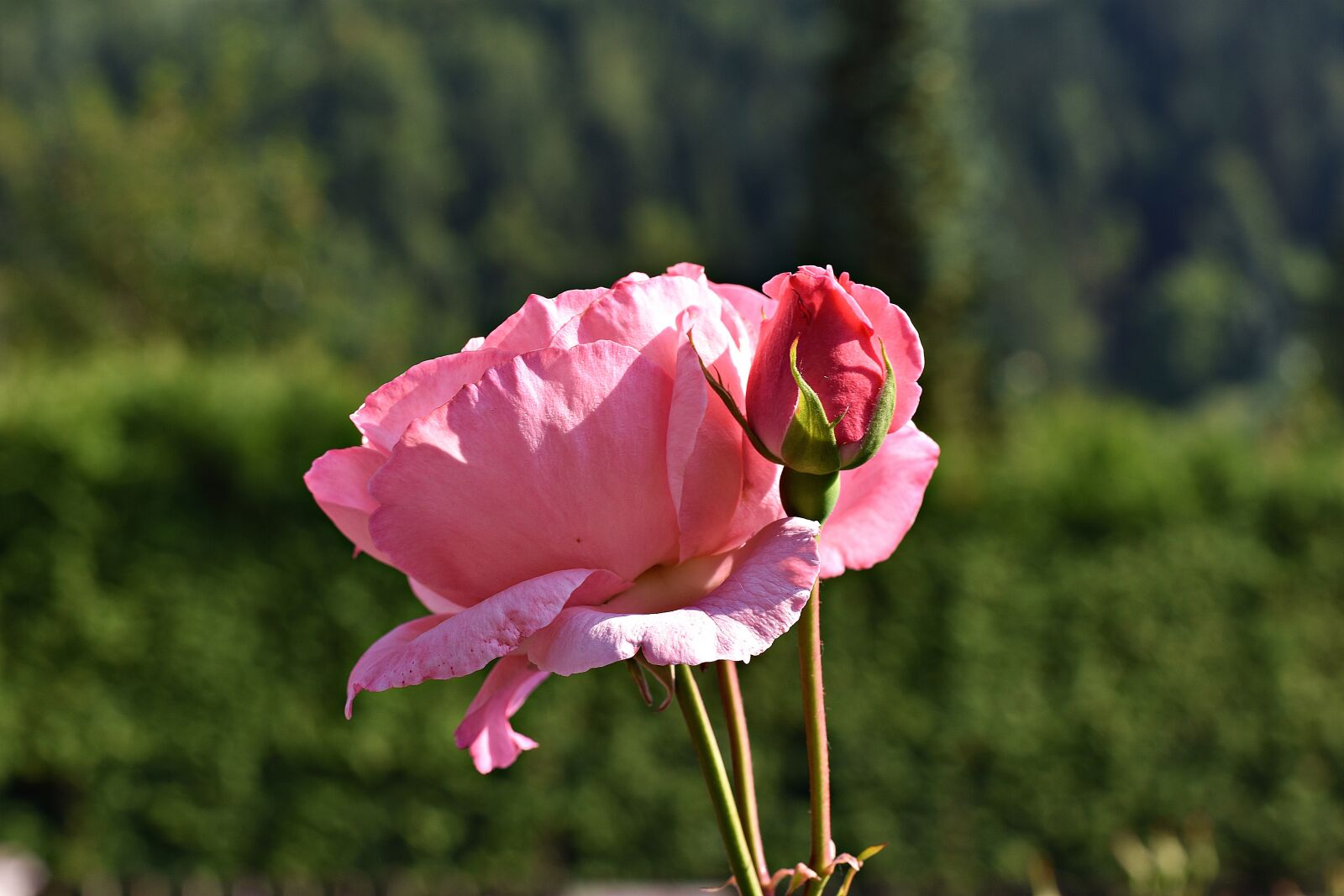 Nikon D3400 sample photo. Flower, summer, rose photography