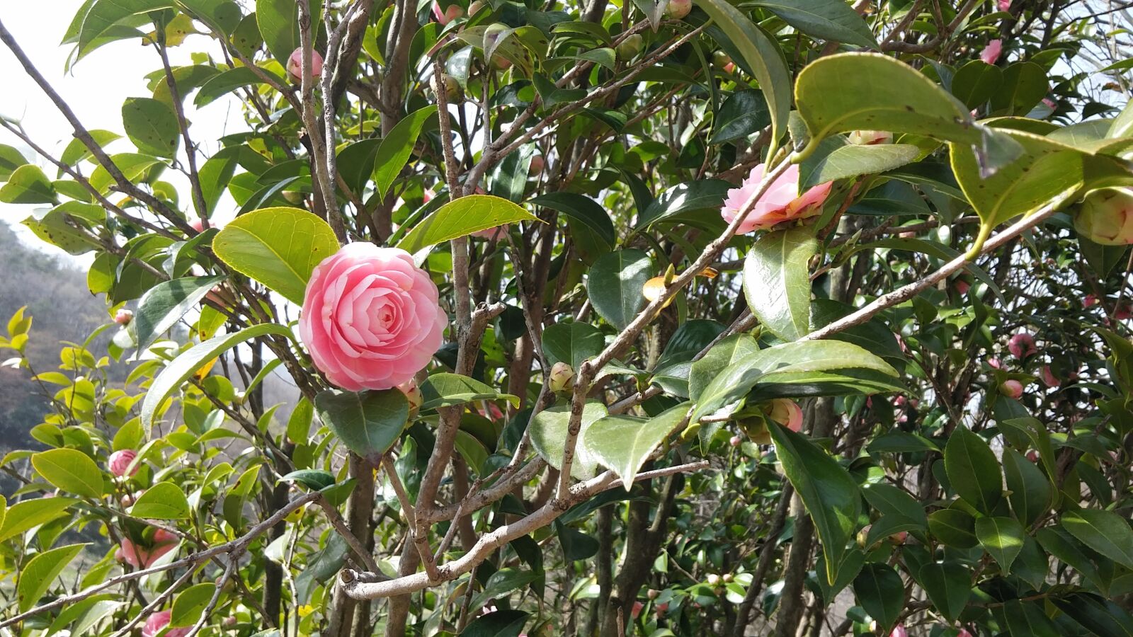 LG G3 CAT.6 sample photo. Pink, flowers, camellia photography