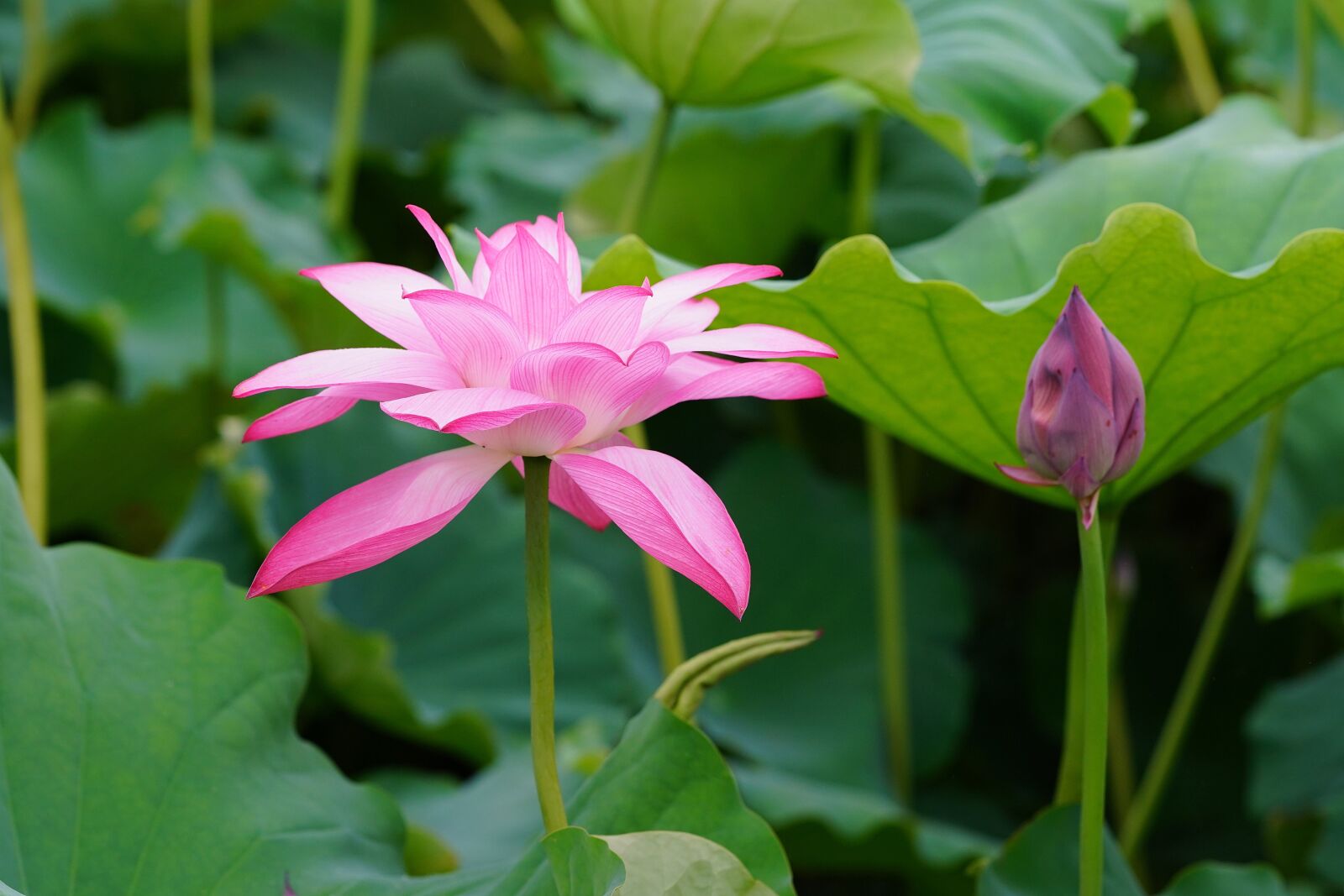 Sony a7R III + Sony FE 90mm F2.8 Macro G OSS sample photo. White flower, lotus flower photography