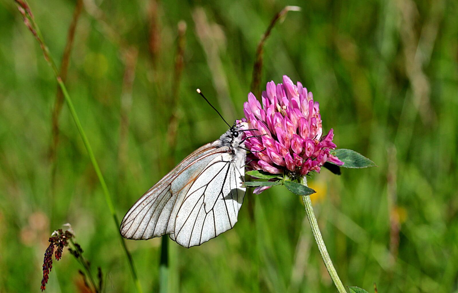 Canon EOS 650D (EOS Rebel T4i / EOS Kiss X6i) sample photo. Butterfly, tree white, aporia photography