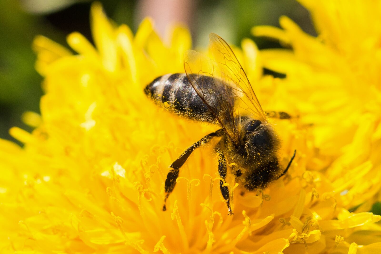 Canon EOS 6D sample photo. Bee, dandelion, pollen photography