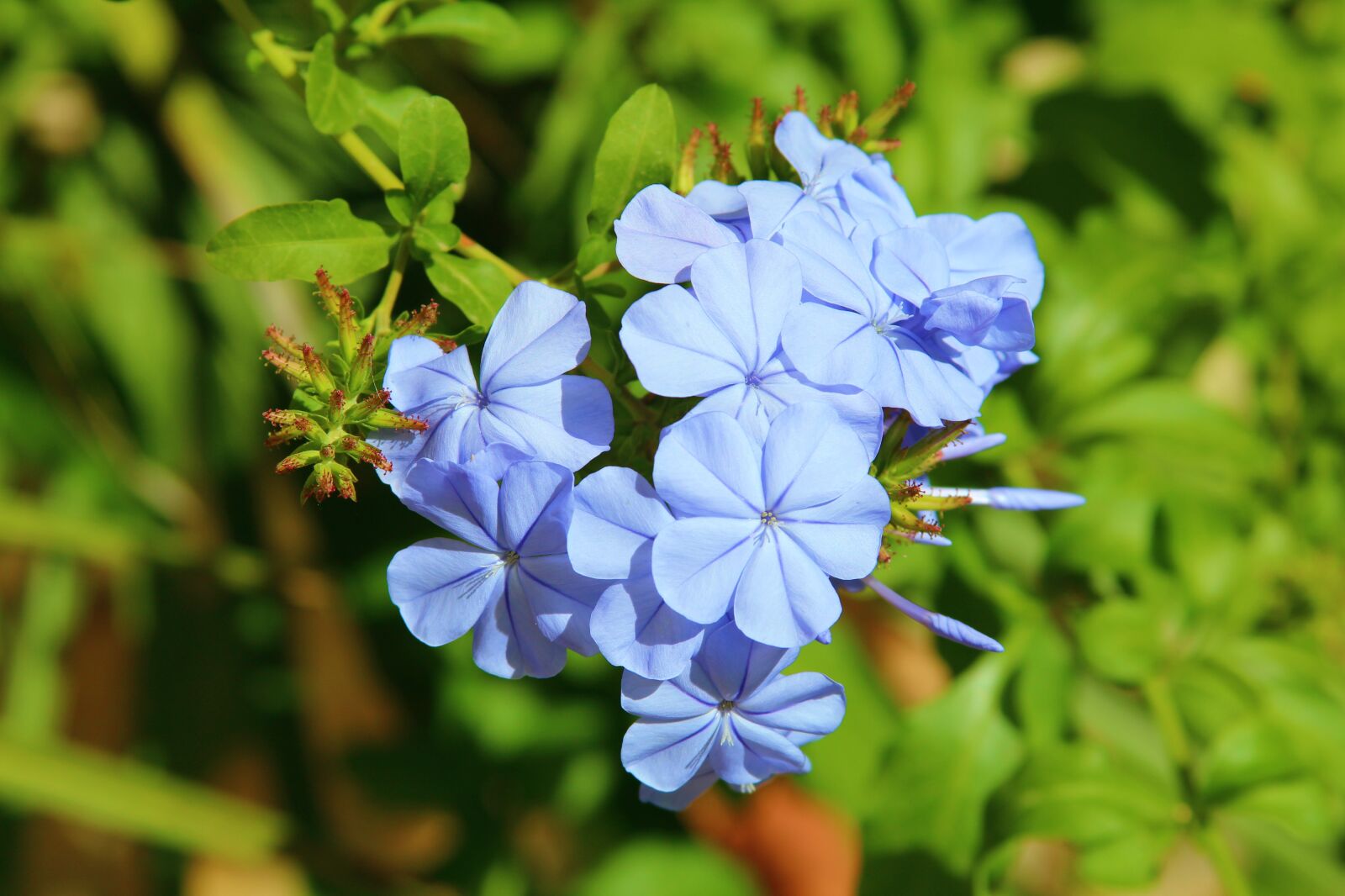 Canon EF 28-135mm F3.5-5.6 IS USM sample photo. Flower, blue, outdoors photography