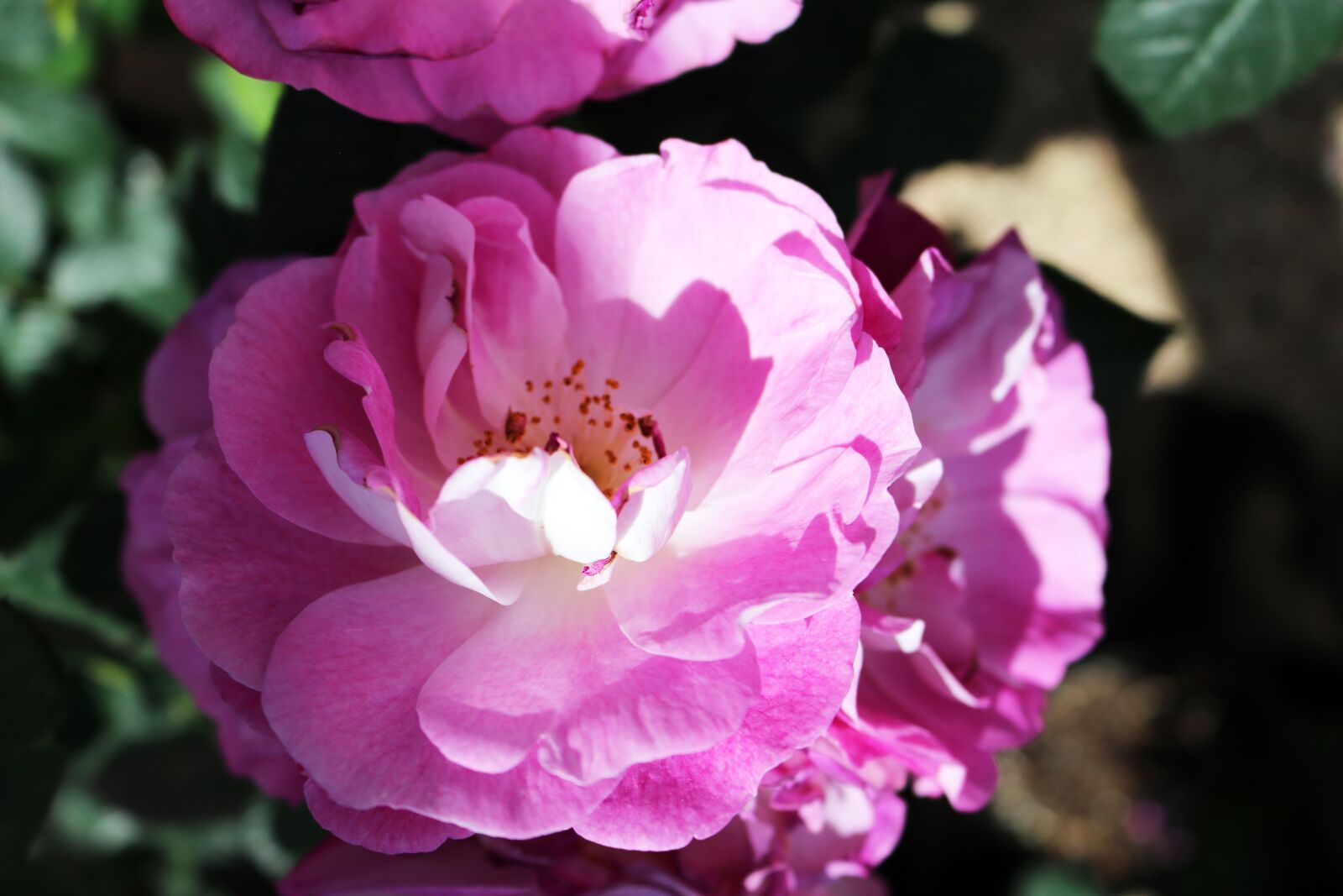 Canon EOS 750D (EOS Rebel T6i / EOS Kiss X8i) sample photo. Pink, rose, flower photography