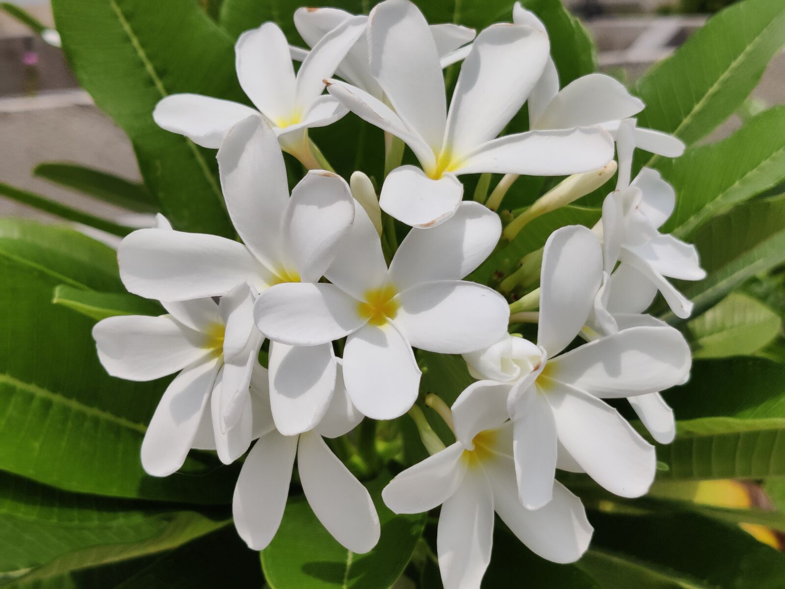 OnePlus AC2001 sample photo. Champa flowers, white flowers photography