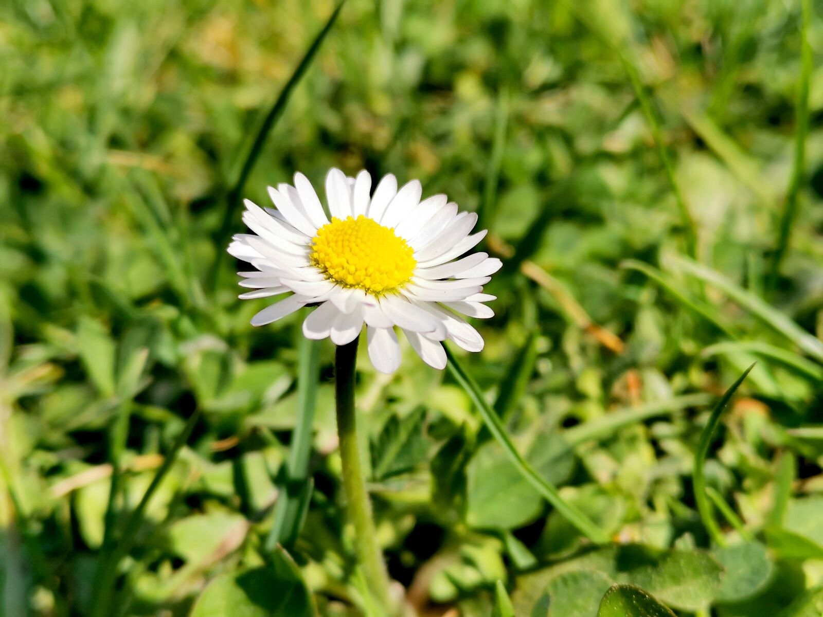 HUAWEI P30 sample photo. Spring, nature, sunshine photography