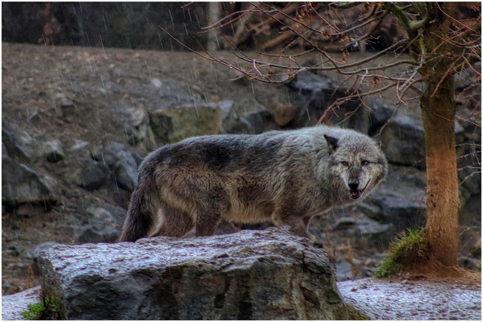 Canon EF75-300mm f/4-5.6 sample photo. Wolf, rain, wet photography