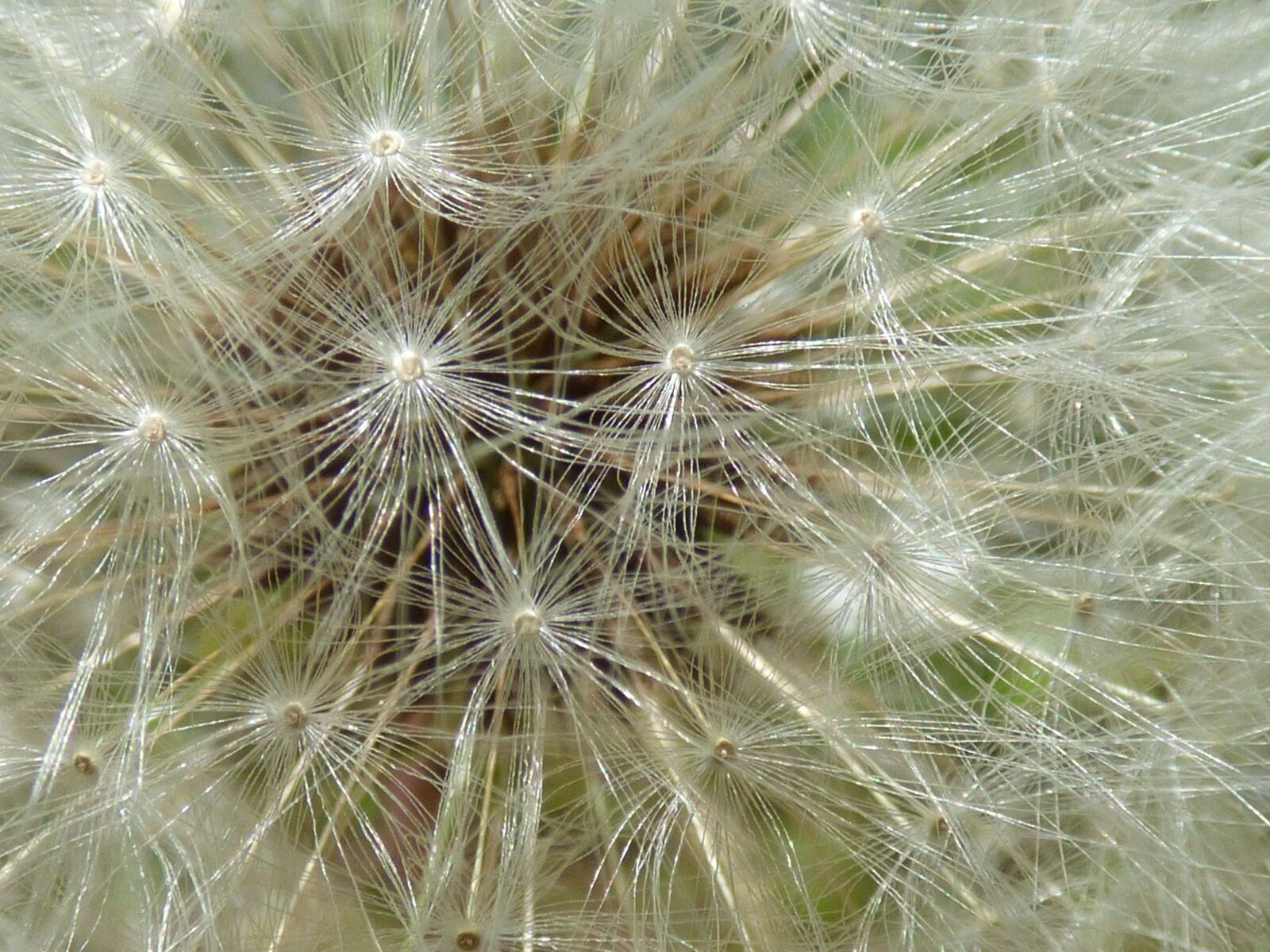 Panasonic DMC-FZ72 sample photo. Flower, dandelion, egrets photography