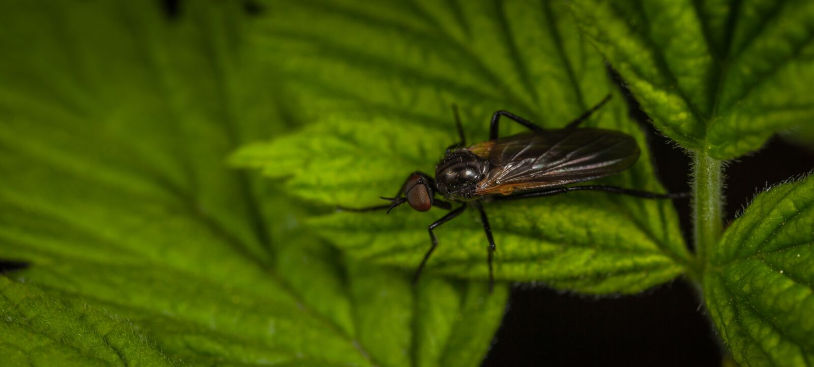Canon EOS 5D Mark II sample photo. Insect, nature, sheet photography