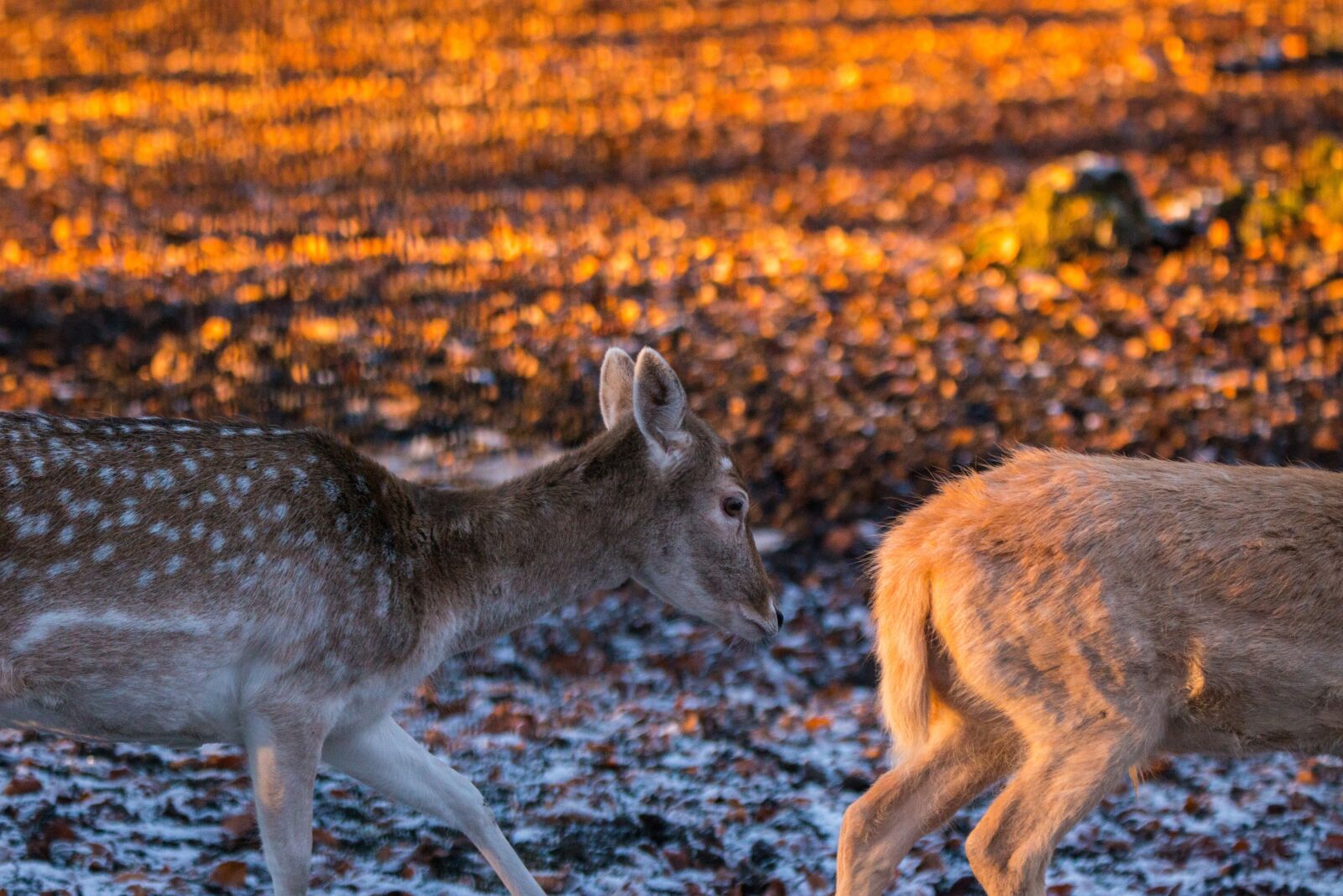 150-600mm F5-6.3 DG OS HSM | Contemporary 015 sample photo. Roe deer, hirsch, red photography