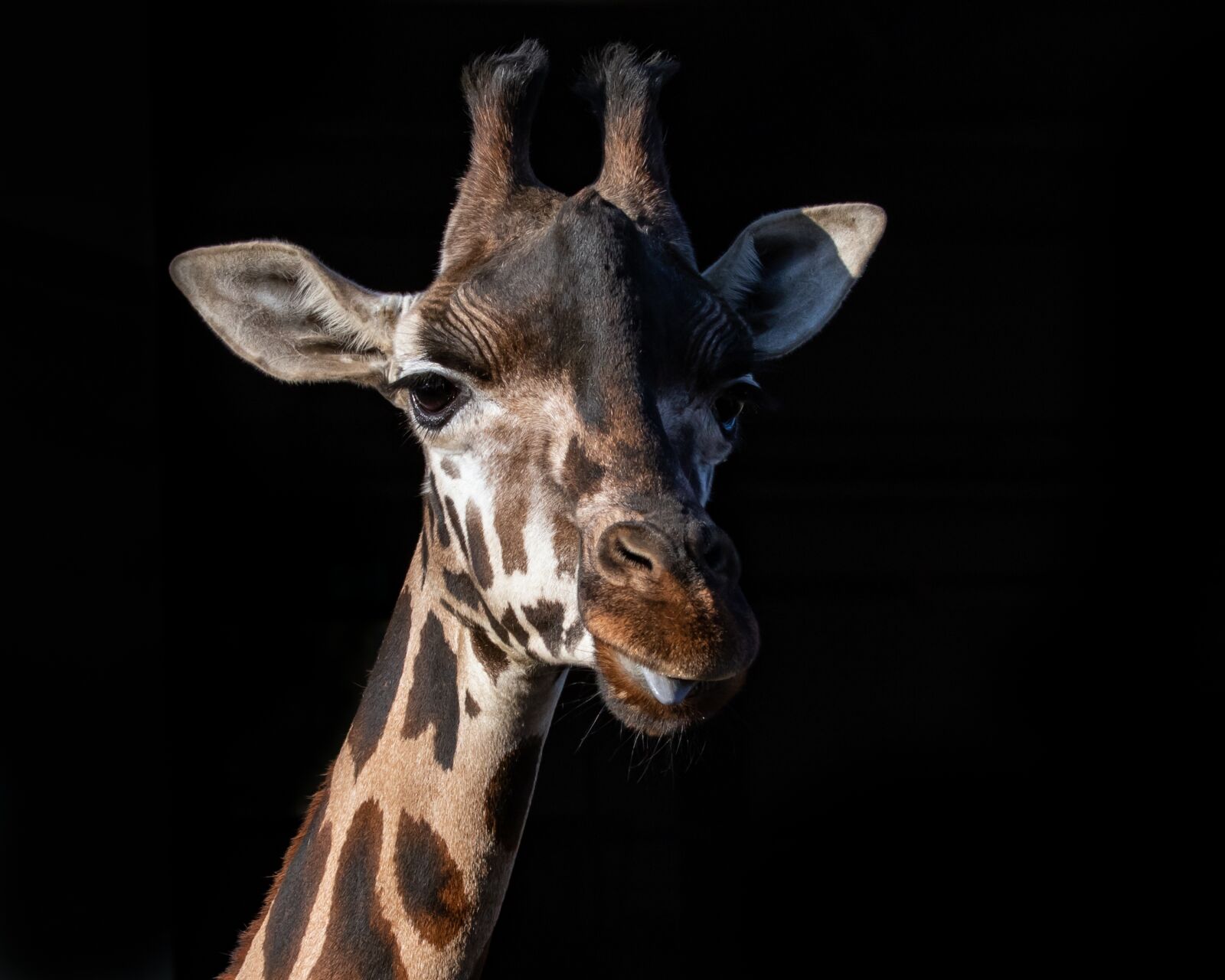 Canon EOS 7D Mark II sample photo. Rothschild giraffe, giraffe, long photography