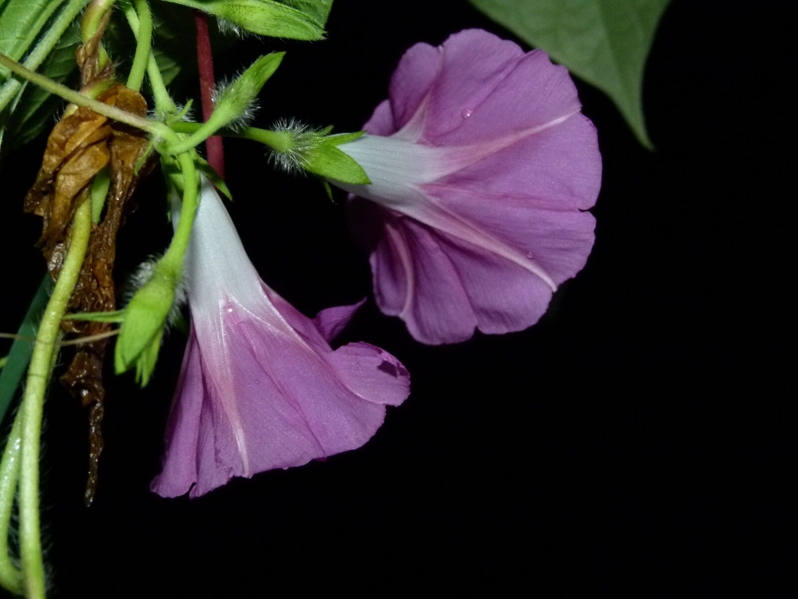Panasonic Lumix DMC-FZ100 sample photo. Flowers, morning, glories photography