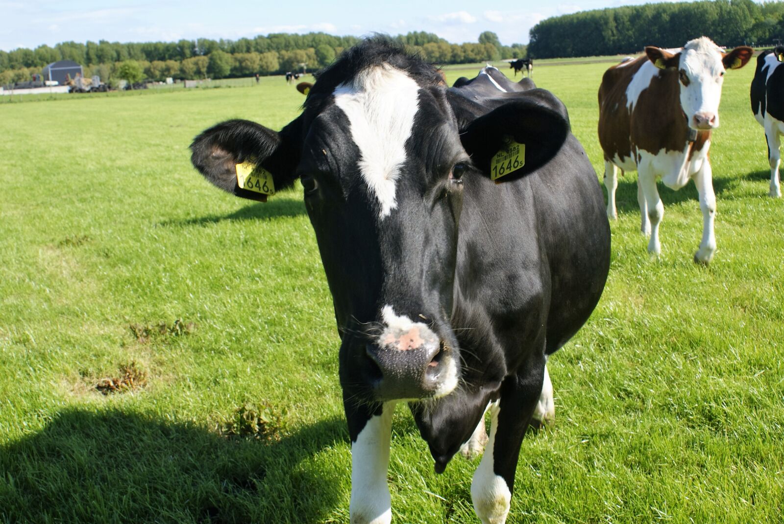 Sony Alpha DSLR-A300 sample photo. Cow, farm, pasture photography
