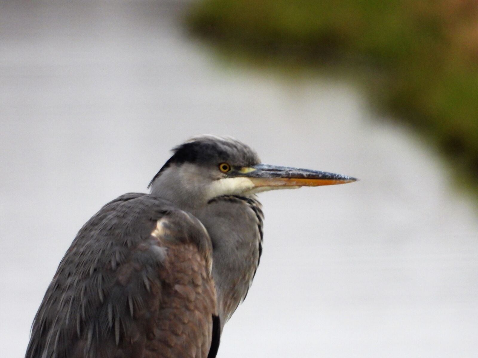 Nikon Coolpix P1000 sample photo. Blue heron, herons, roeipotigen photography