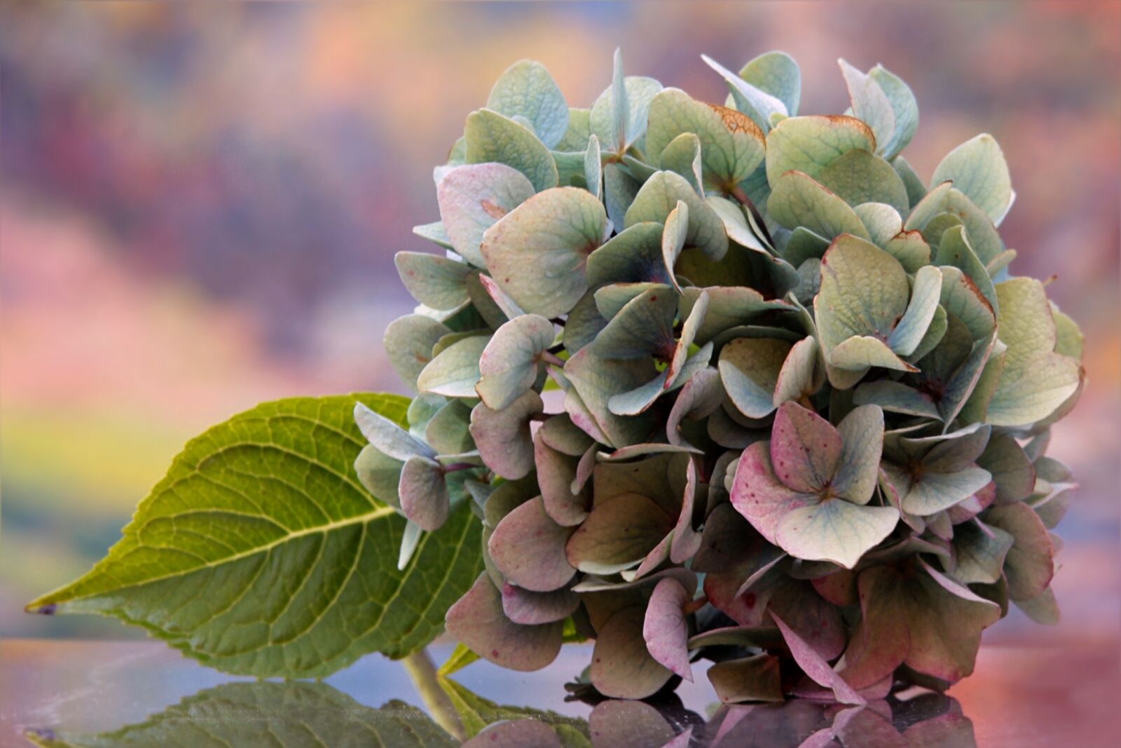 Canon EOS 550D (EOS Rebel T2i / EOS Kiss X4) sample photo. Still life, flower, hydrangea photography