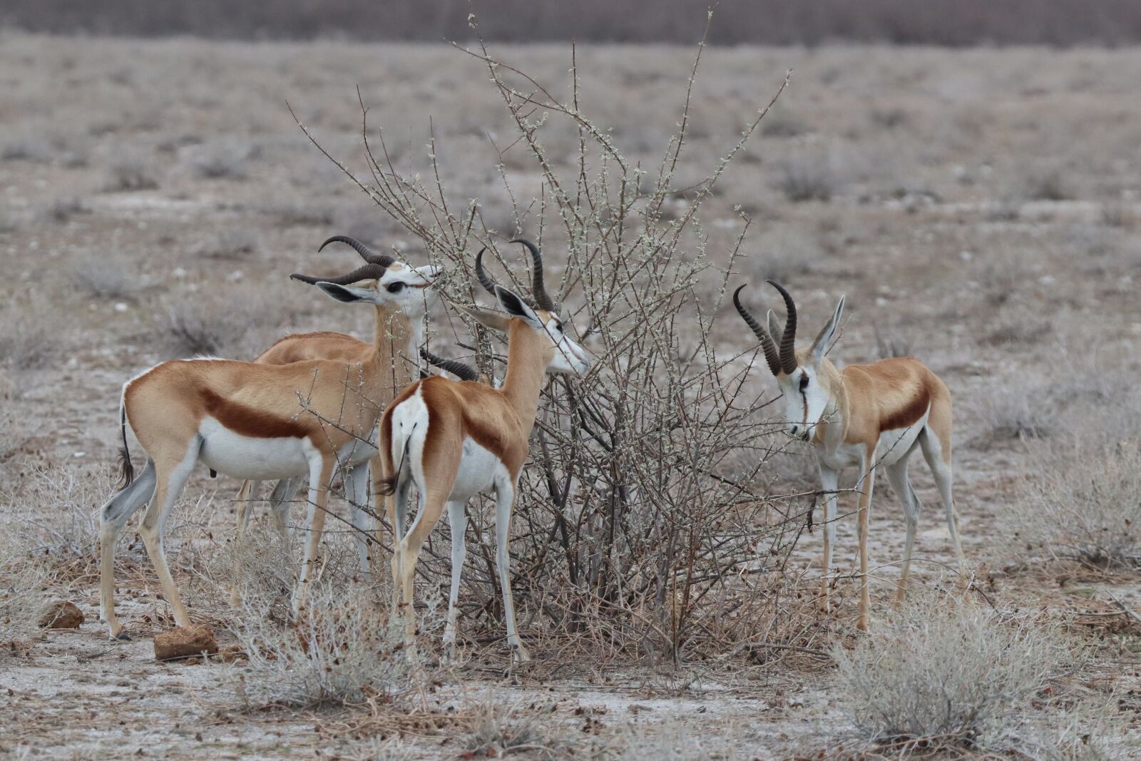 Canon EF 100-400mm F4.5-5.6L IS USM sample photo. Springbok, antelope, horns photography