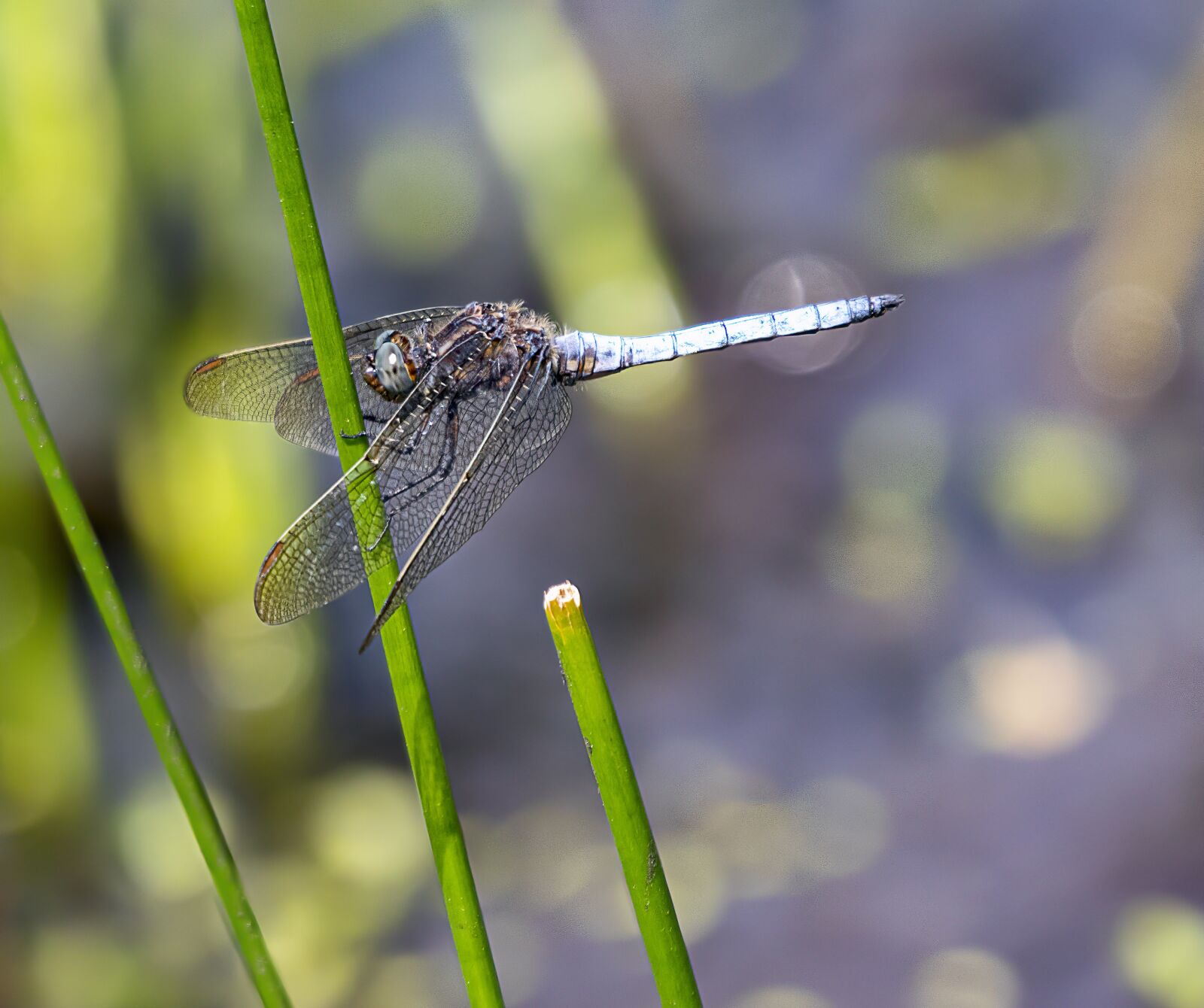 Sigma 100-400mm F5-6.3 DG OS HSM sample photo. Keeled-skimmer, male, dragonfly photography