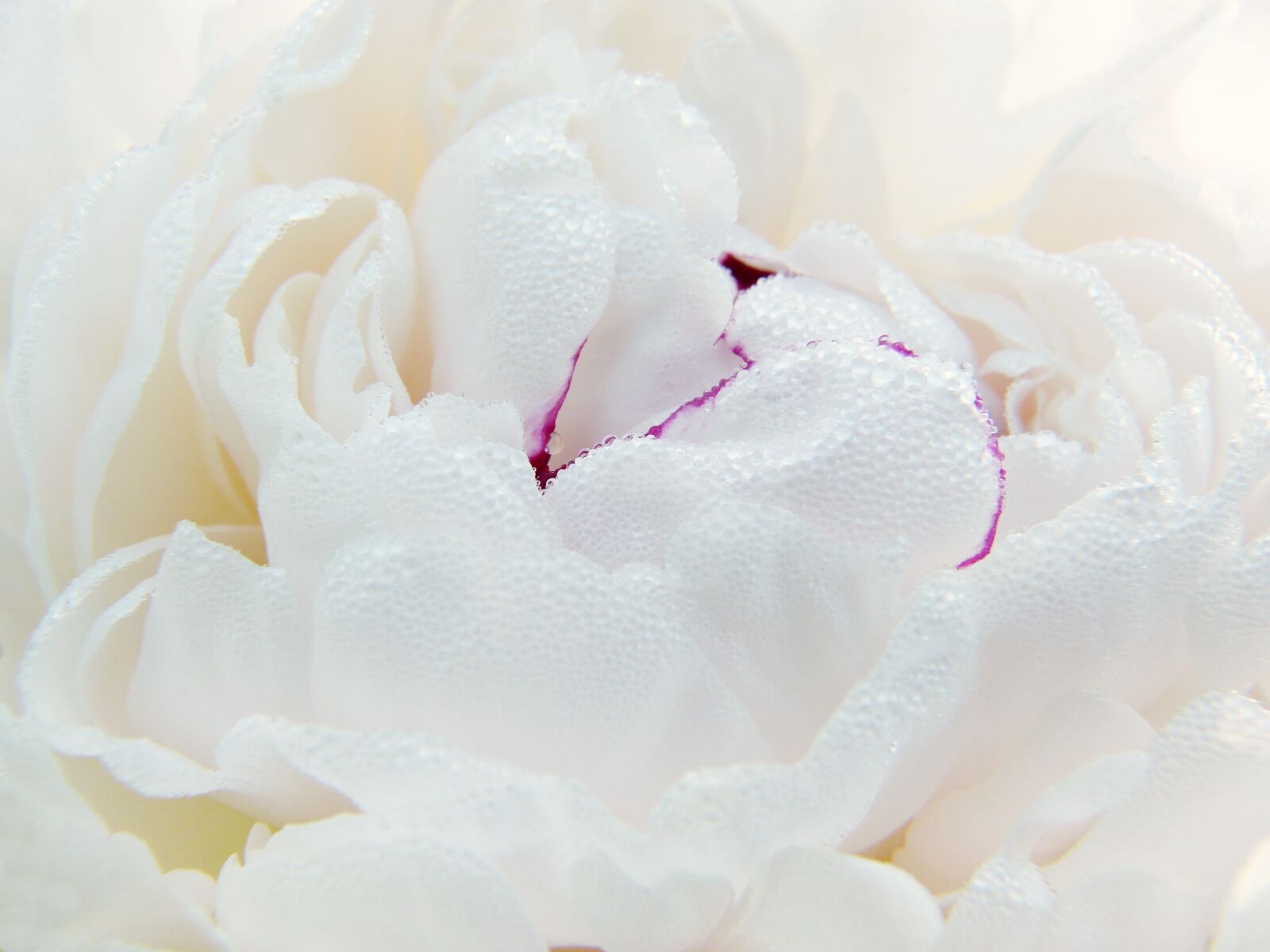 Panasonic Lumix DMC-FZ150 sample photo. Peony, paeonie, blossom photography
