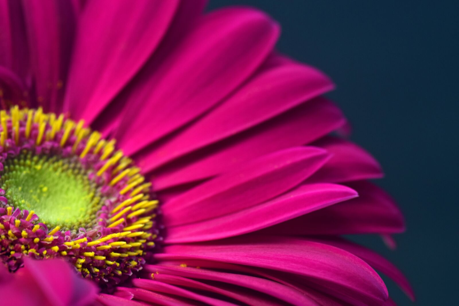 Nikon D3300 sample photo. Gerbera, pink, blossom photography