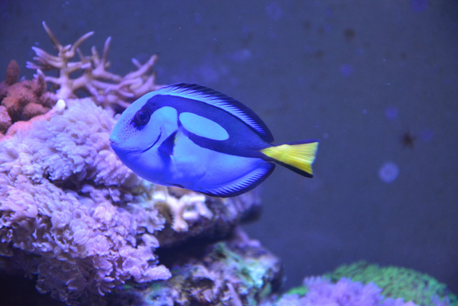 Nikon D5200 sample photo. Fish, sea ​​water, dory photography