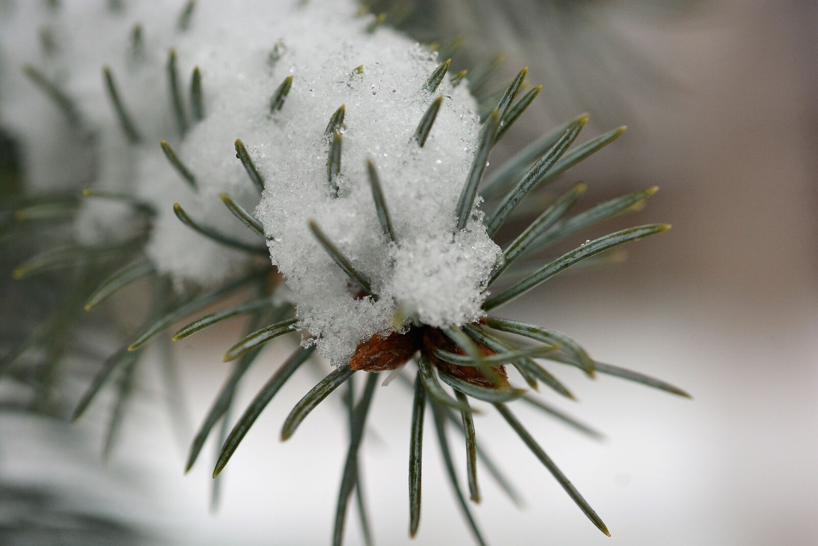 Nikon D7100 sample photo. Snow, winter, cold photography