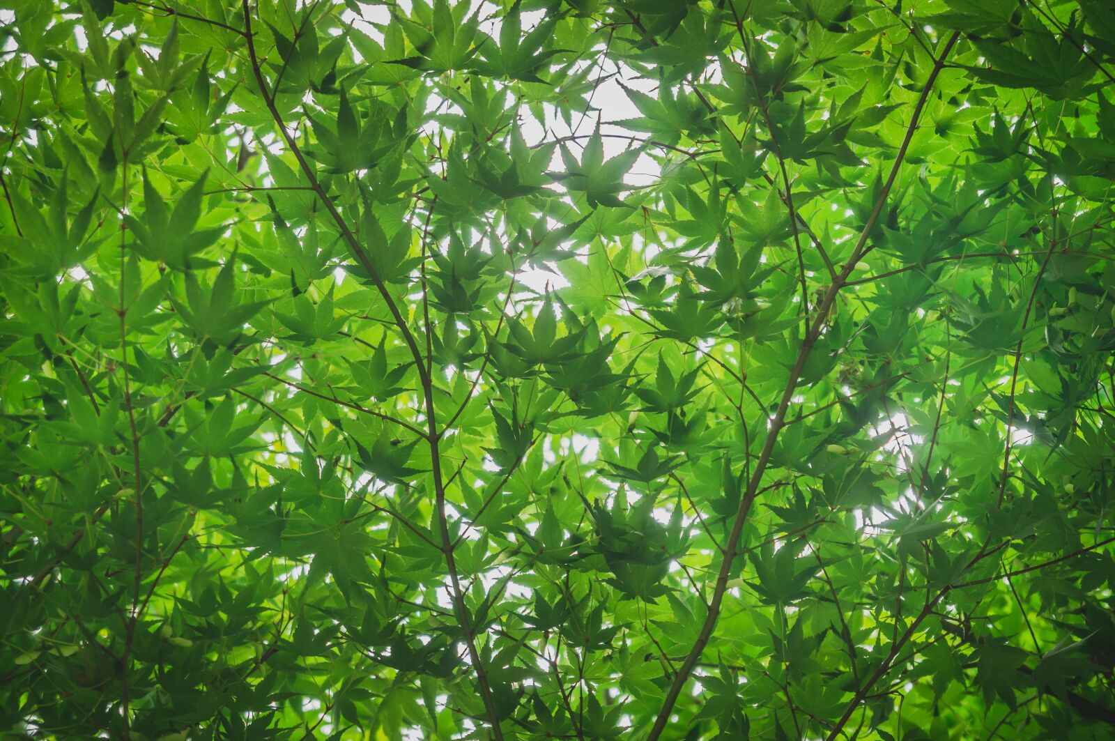 Sony Alpha NEX-5N sample photo. Forest, wood, nature photography